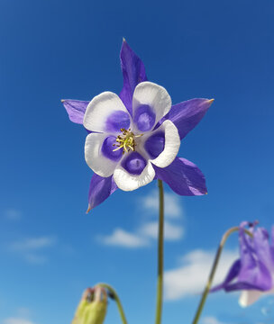 Akelei; Aquilegia; vulgaris