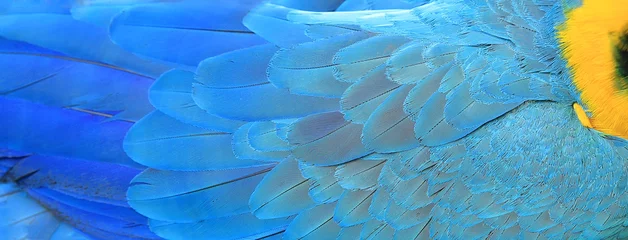 Foto op Plexiglas Papegaaiveren gele en blauwe exotische textuur © denys_kuvaiev