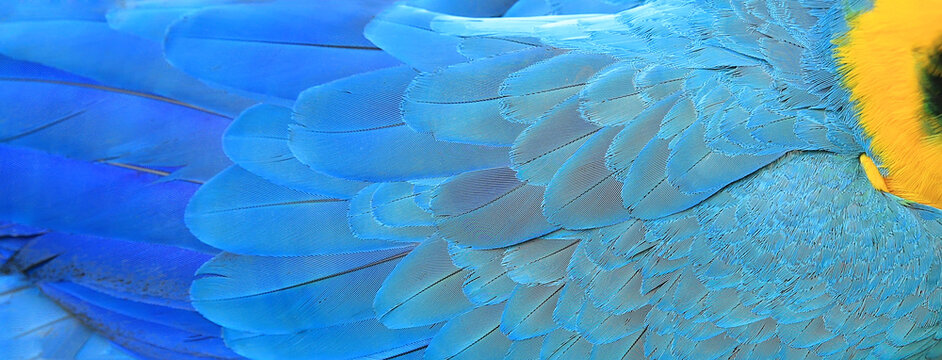 Parrot feathers yellow and blue exotic texture