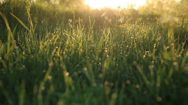 Green grass with fog and dew during the sunny spring morning.