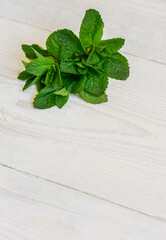 Fresh juicy mint leaves on a white wooden background