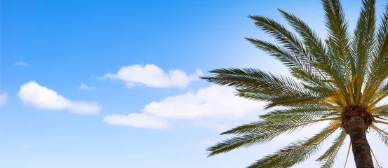 Crédence de cuisine en verre imprimé Palmier palmier d& 39 en bas contre le ciel bleu - panorama