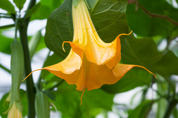 Golden Angel's Trumpet Plant