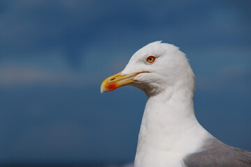Close-up of a seagull