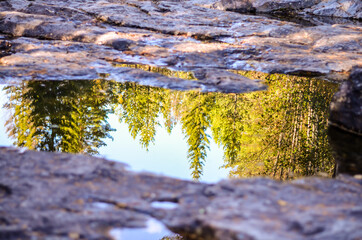 tree reflection in puddle at rocky floor