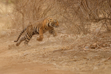 Fototapeta na wymiar Tiger cub in the nature habitat. Bengal tiger cub running for fresh kill. Wildlife scene with danger animal. Hot summer in Rajasthan, India. Dry trees with beautiful indian tiger, Panthera tigris
