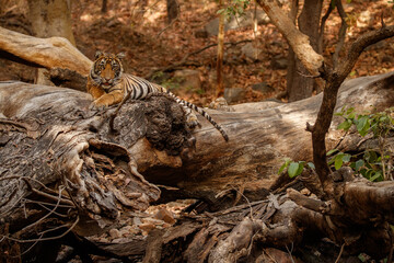 Tiger in the nature habitat. Bengal tiger cub climbing on a big fallen tree. Wildlife scene with danger animal. Hot summer in Rajasthan, India. Dry trees with beautiful indian tiger, Panthera tigris