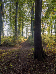 Obraz premium FORET ET CONTRE JOUR