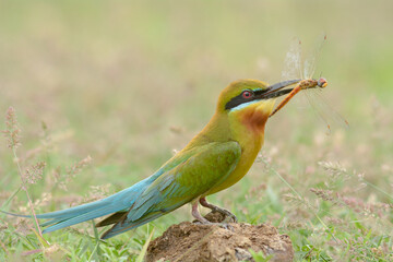 Blue-tailed Bee-eater