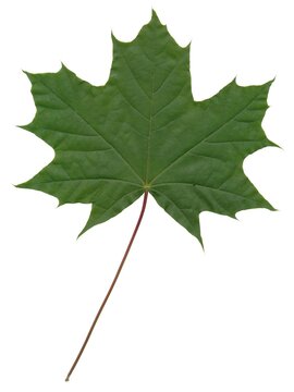 leaf of maple tree isolated