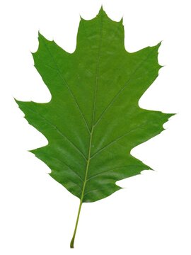 green leaf of red oak tree closeup