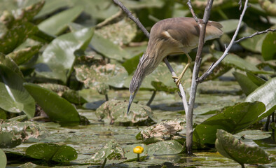 Squacco heron