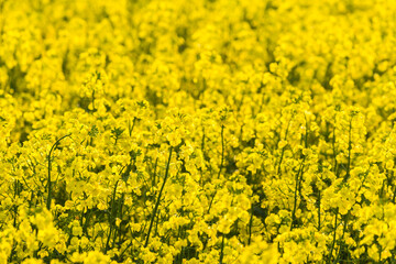 菜の花畑