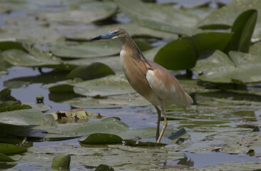 Squacco heron