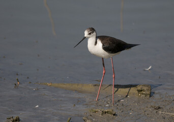 Black winged stilt