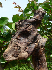 FANTASTIC WOODEN ANIMAL 02