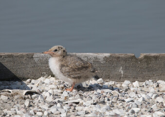 Common tern