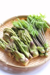 タラの芽とコシアブラの盛り合わせ