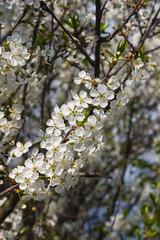 Blossom of cherry tree with bokeh background close-up, selective focus, shallow DOF