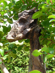 FANTASTIC WOODEN ANIMAL 04