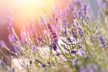Soft focus on lavender flowers in flower garden behind my home, lavender flowers lit by sun rays