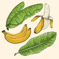 Banana and leaf vector
