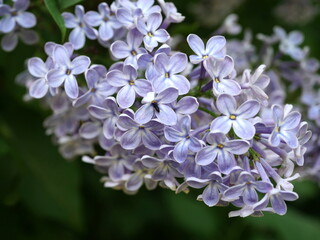 lilac flower sambucus