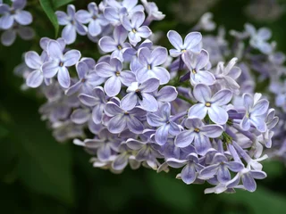 Garden poster Lilac lilac flower sambucus