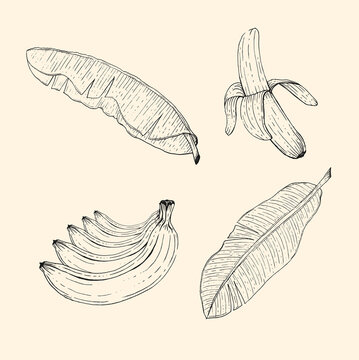 Banana drawing vector