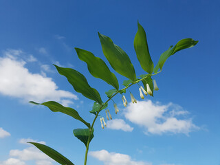 Salomonsiegel; Polygonatum, Odoratum, Heilpflanze