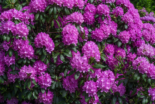 rhododendronbl&uuml;ten