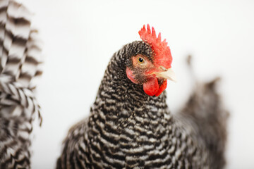 Hen closeup on a white background.
