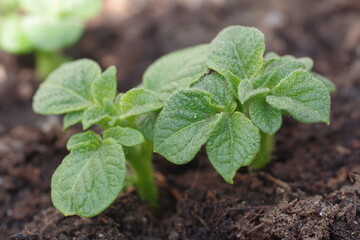 germinating potato