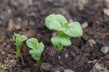 germinating potato
