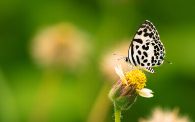Fototapeta na wymiar Common Pierrot Butterfly in grass field.