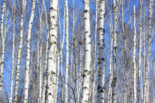 Fototapeta Trunks of white birches against blue sky in autumn