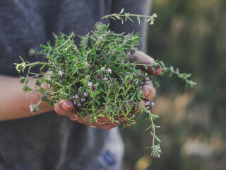  Keep thyme in hand (harvest)