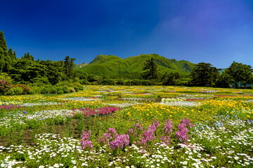 花畑　くじゅう花公園
