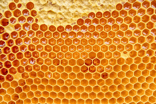 Naklejki honeycomb with honey