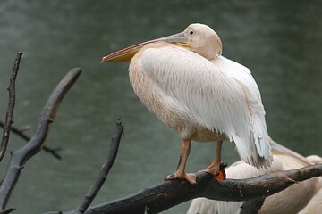 Pelican near a lake