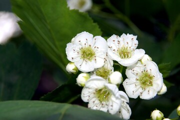 White flowers of hawthorn 