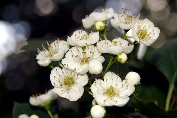 White flowers of hawthorn 