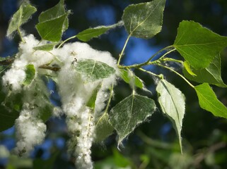 Fluff of poplar tree