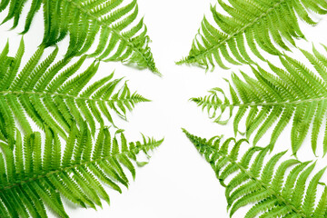 Fototapeta na wymiar Green leaves of fern on white background. Top view, isolated with copy space.