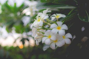 White Plumeria or frangipani in the garden. Plumeria flowers in nature