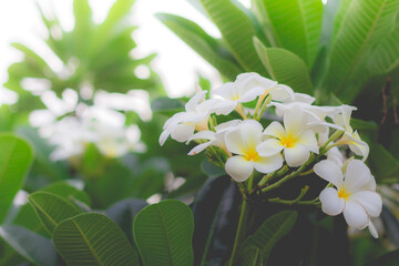 Obraz na płótnie Canvas White Plumeria or frangipani in the garden. Plumeria flowers in nature