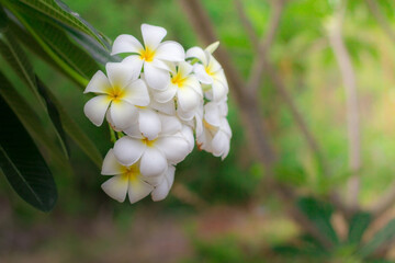 White Plumeria or frangipani in the garden. Plumeria flowers in nature