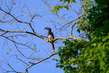 Oriental pied hornbill (Anthracoceros albirostris)