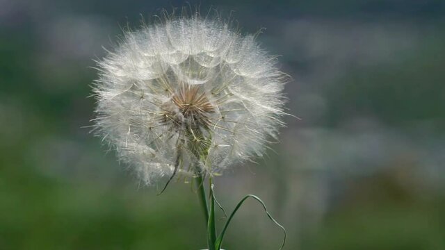 Dandelion and wind at sunny day