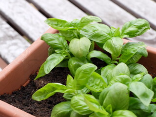 Cultivation of a specific type of basil called basil of Albenga in pot